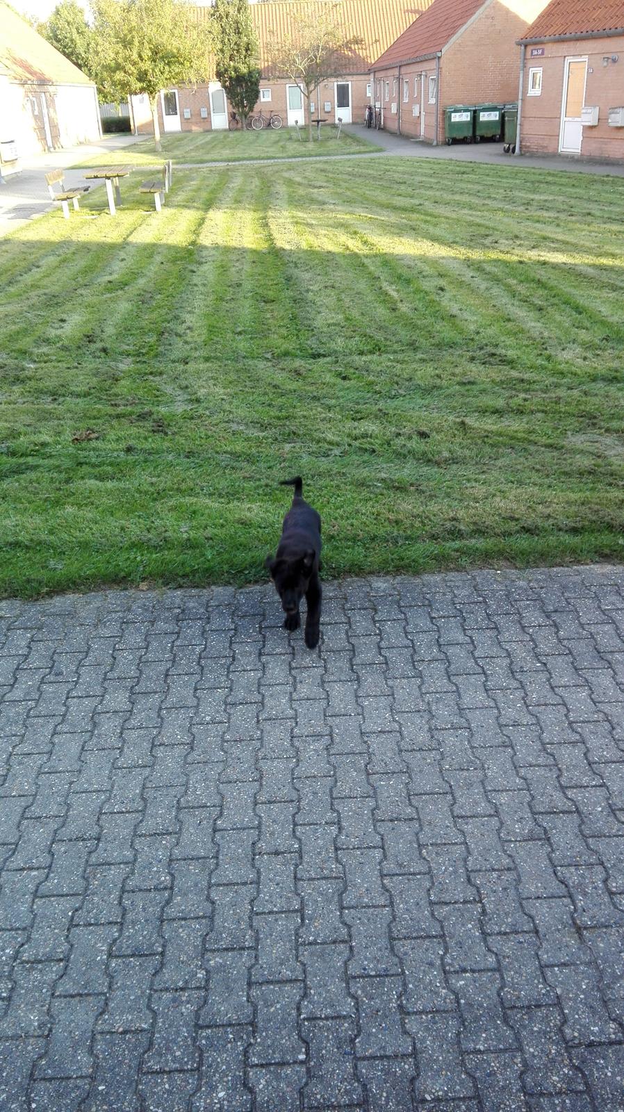 Blanding af racer Exotic billede 4