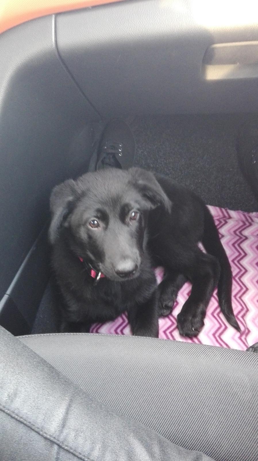 Blanding af racer Exotic billede 5