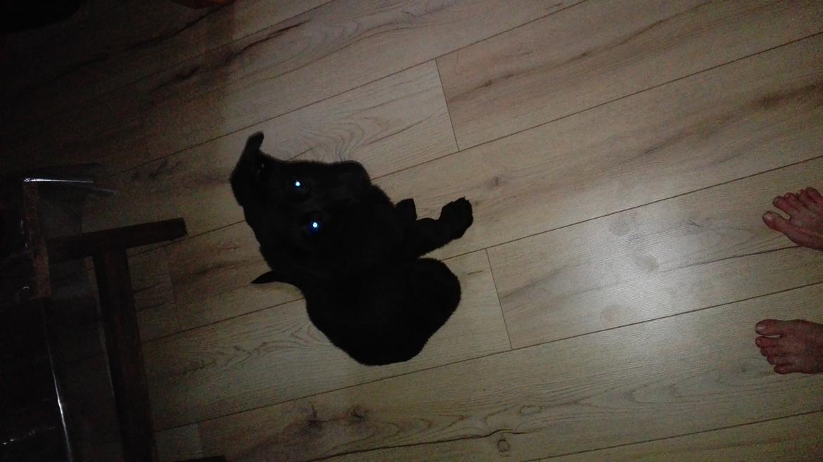 Blanding af racer Exotic billede 6