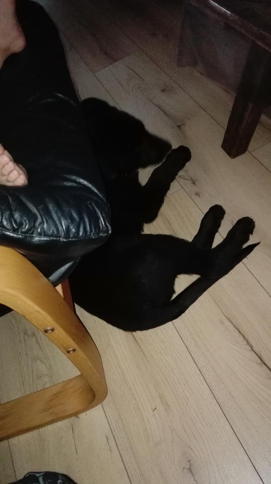 Blanding af racer Exotic billede 7