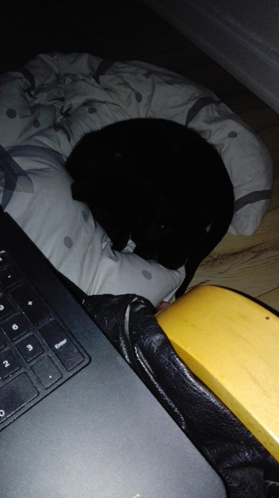 Blanding af racer Exotic billede 8