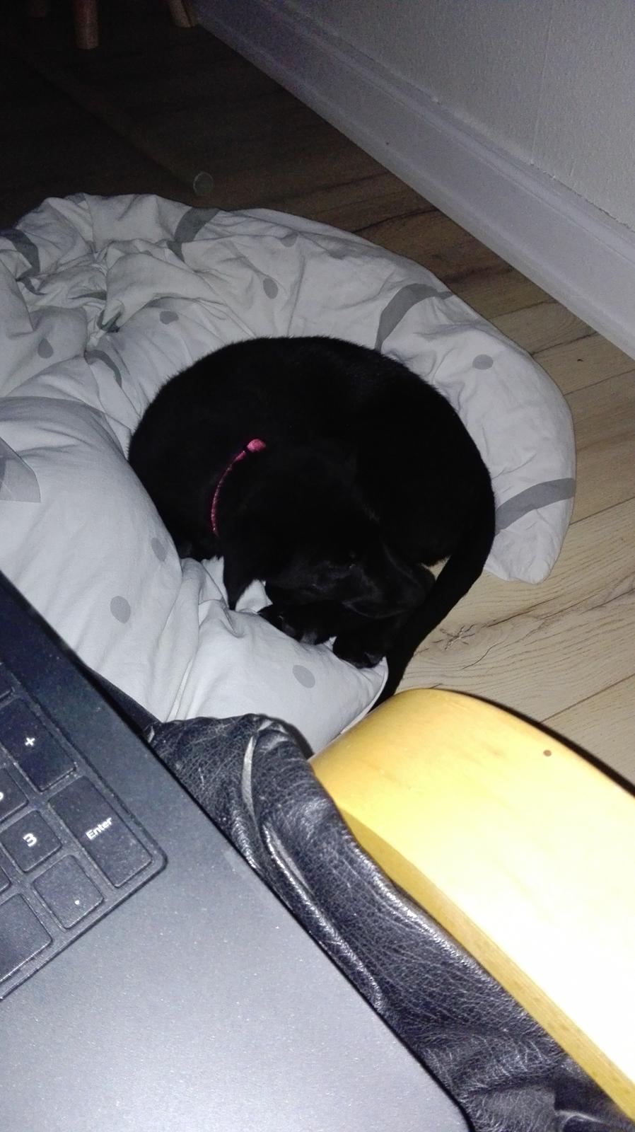 Blanding af racer Exotic billede 9