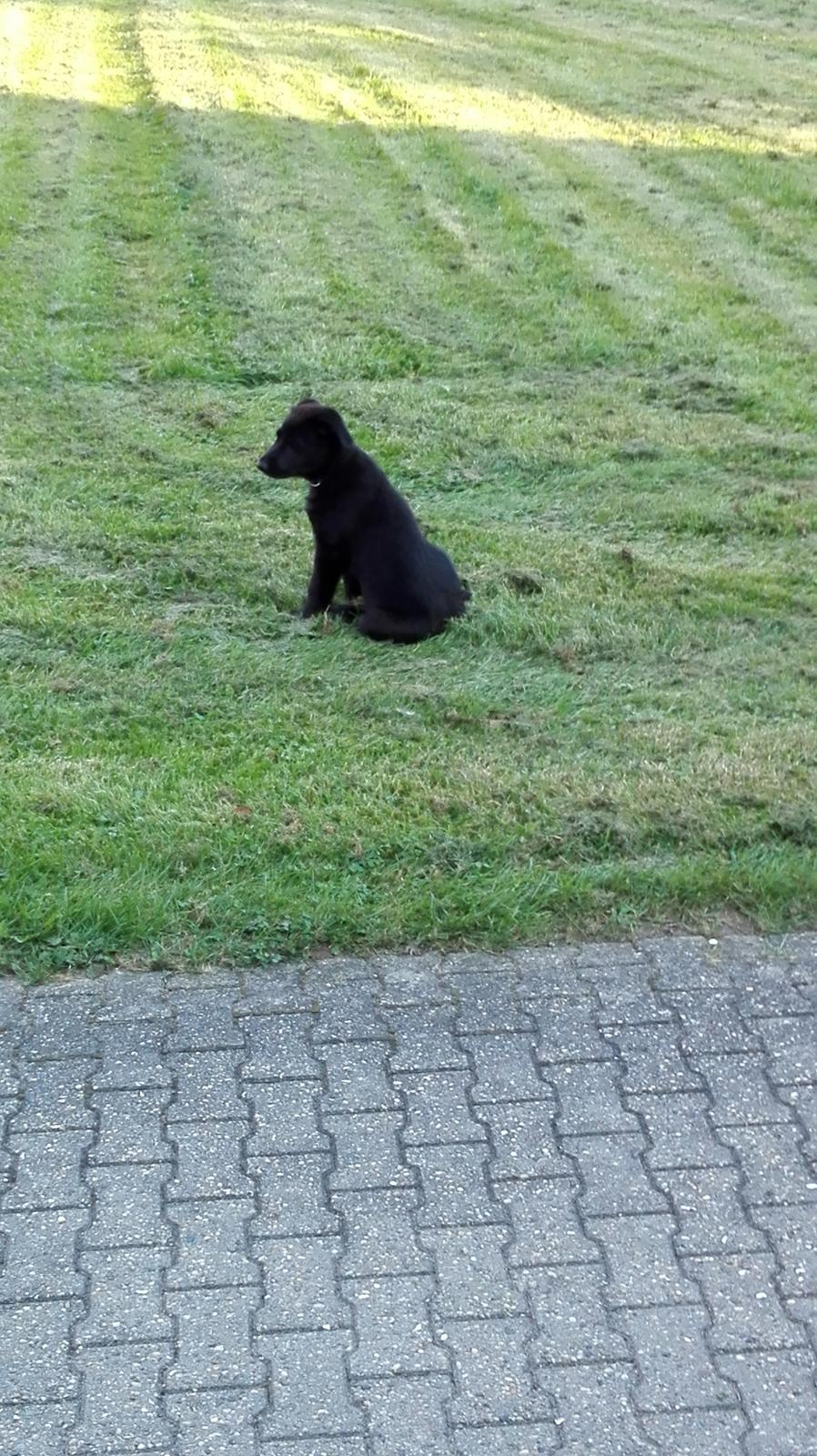 Blanding af racer Exotic billede 10