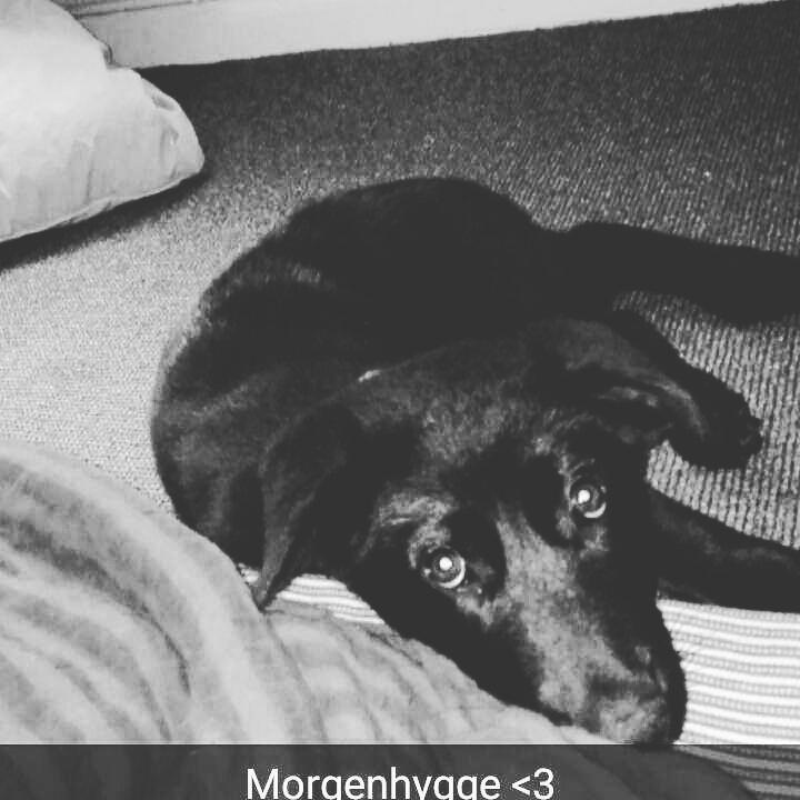 Blanding af racer Exotic billede 11