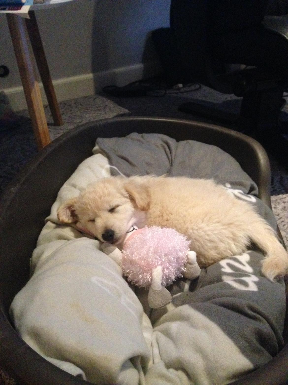 Blanding af racer Luna billede 12