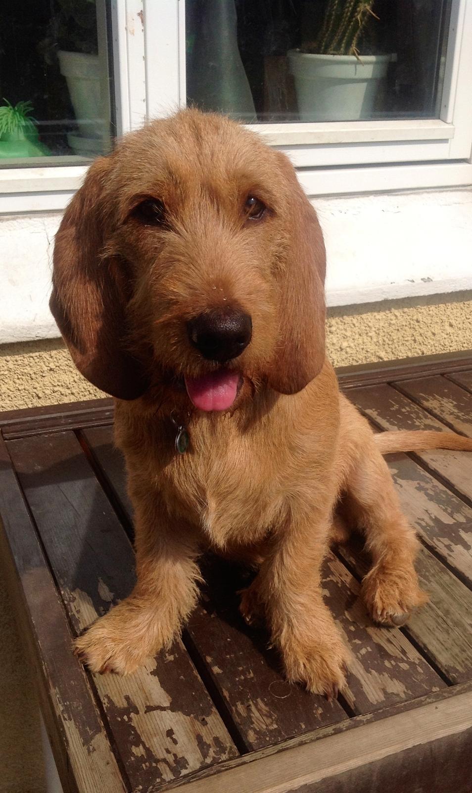 Basset fauve de bretagne Svante billede 1