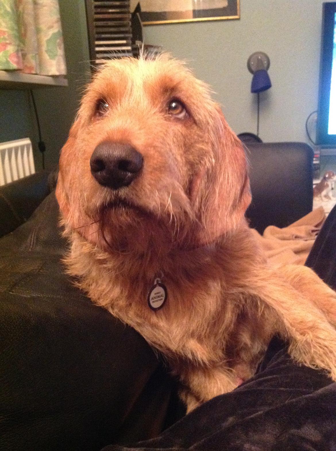 Basset fauve de bretagne Svante billede 2