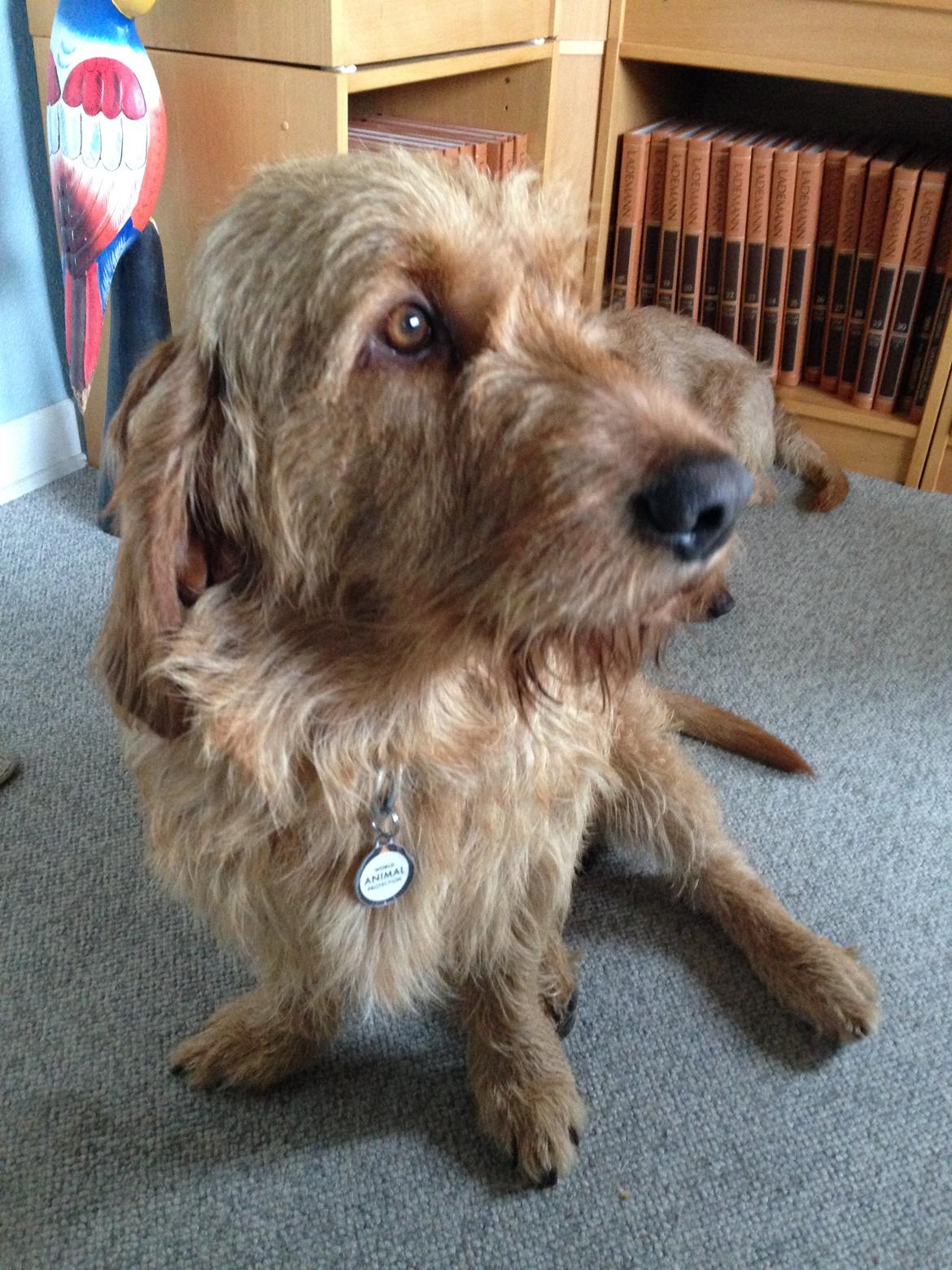 Basset fauve de bretagne Svante billede 3