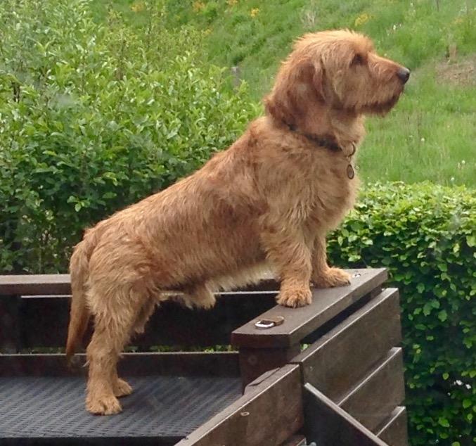 Basset fauve de bretagne Svante billede 4