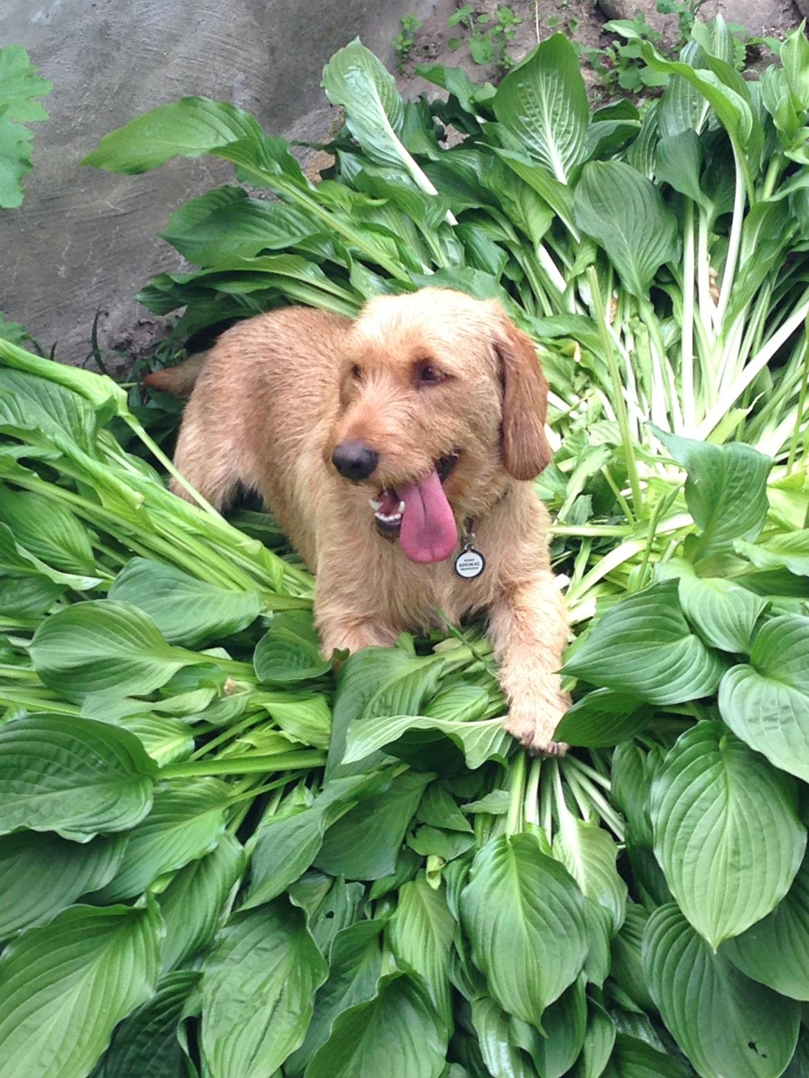 Basset fauve de bretagne Svante billede 5