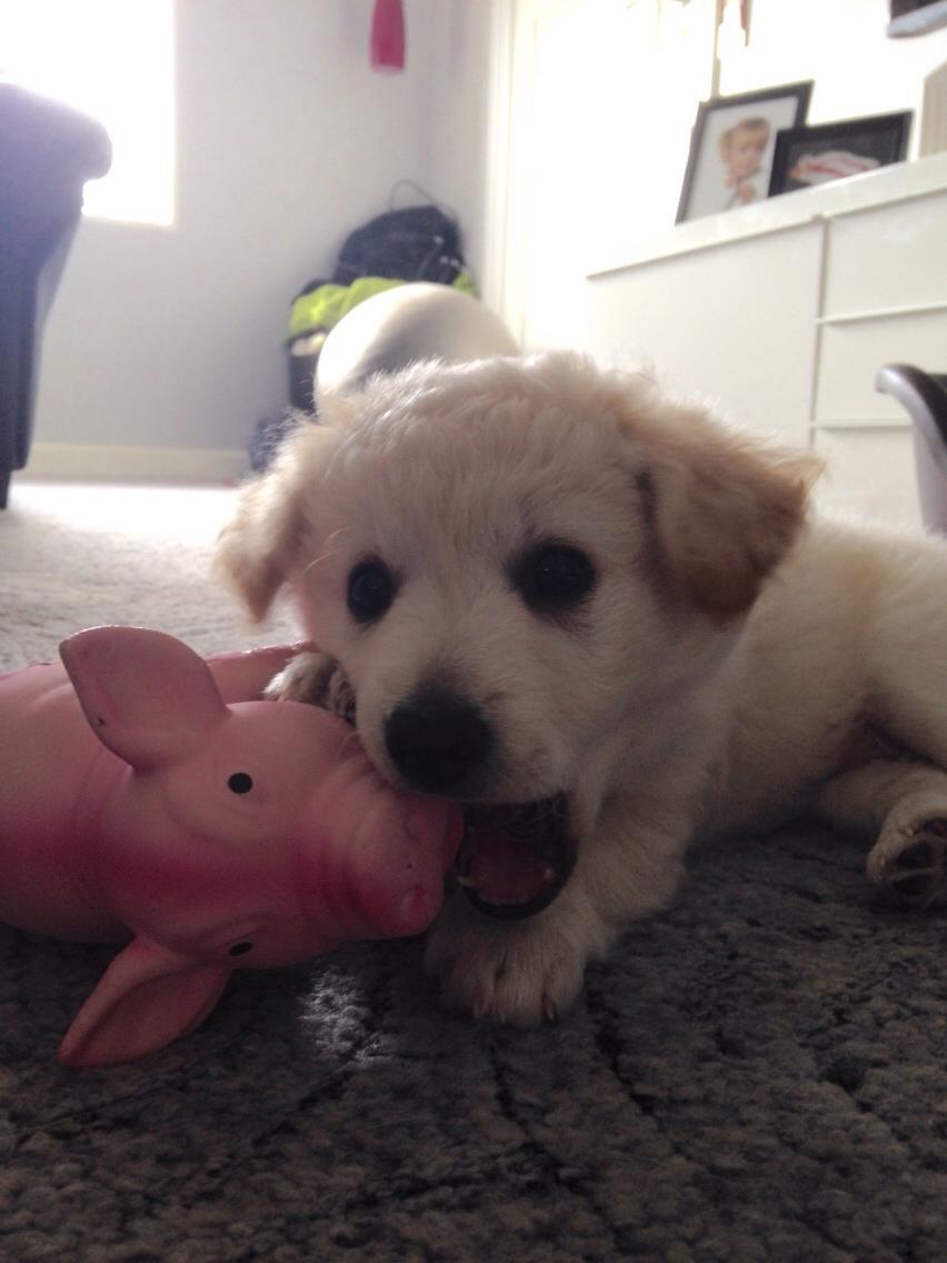 Blanding af racer Luna billede 13