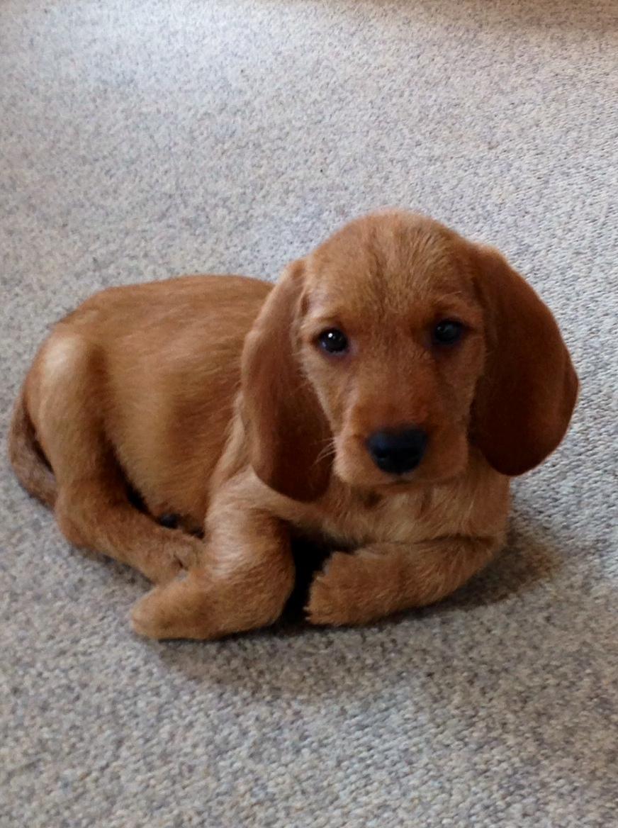 Basset fauve de bretagne Svante billede 6