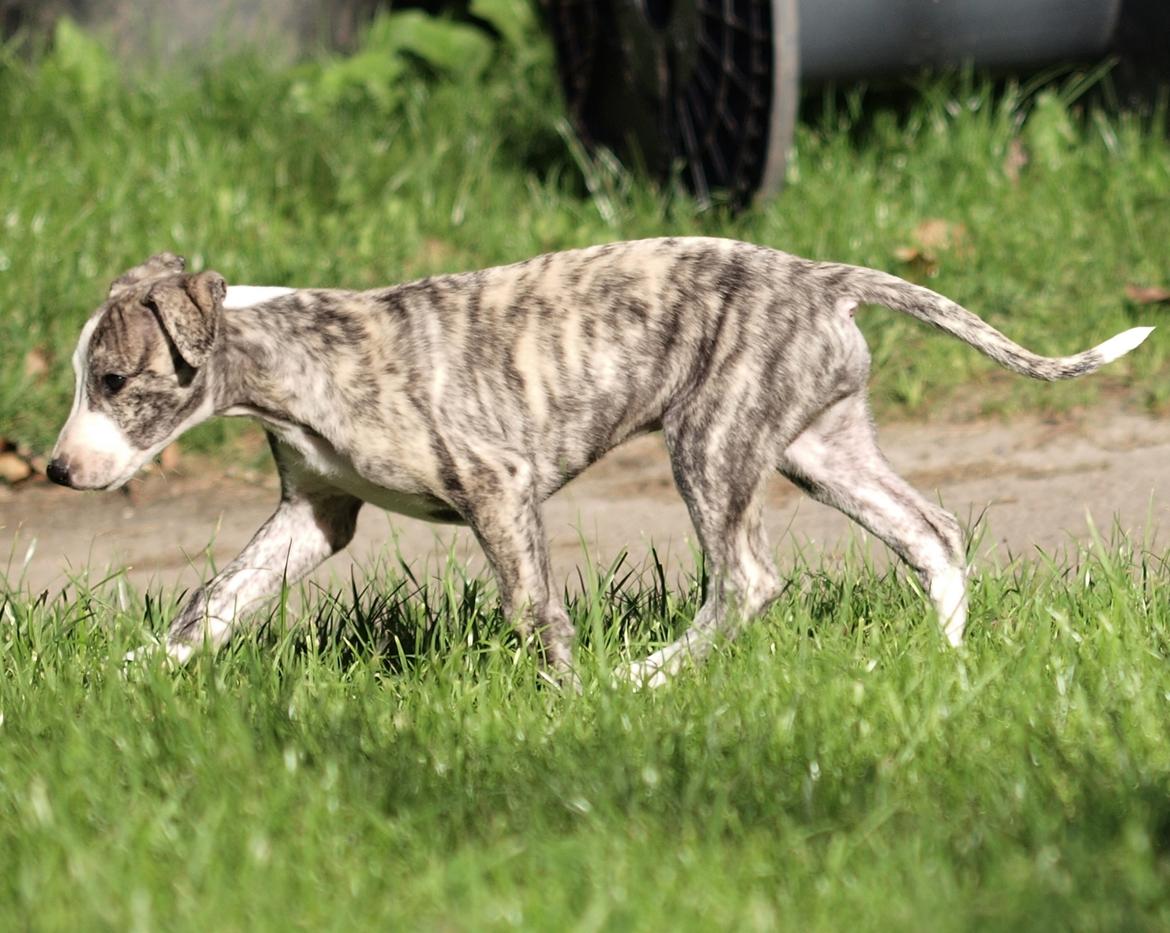 Whippet Bianchi billede 20