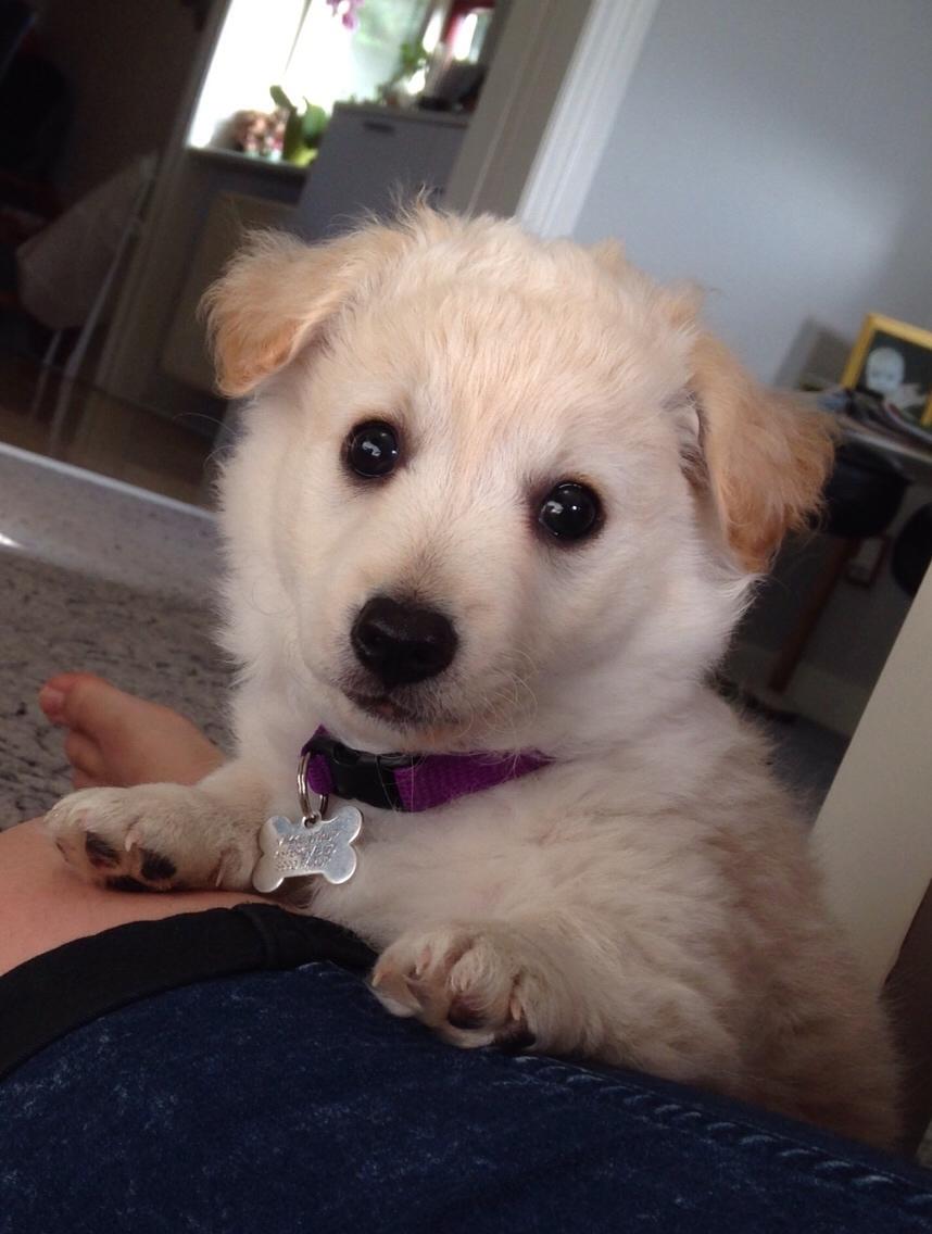 Blanding af racer Luna billede 9