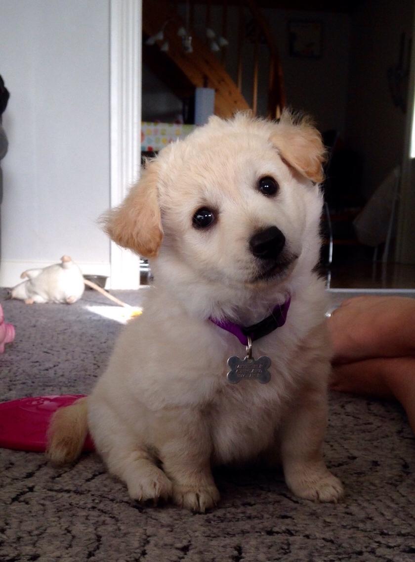 Blanding af racer Luna billede 10