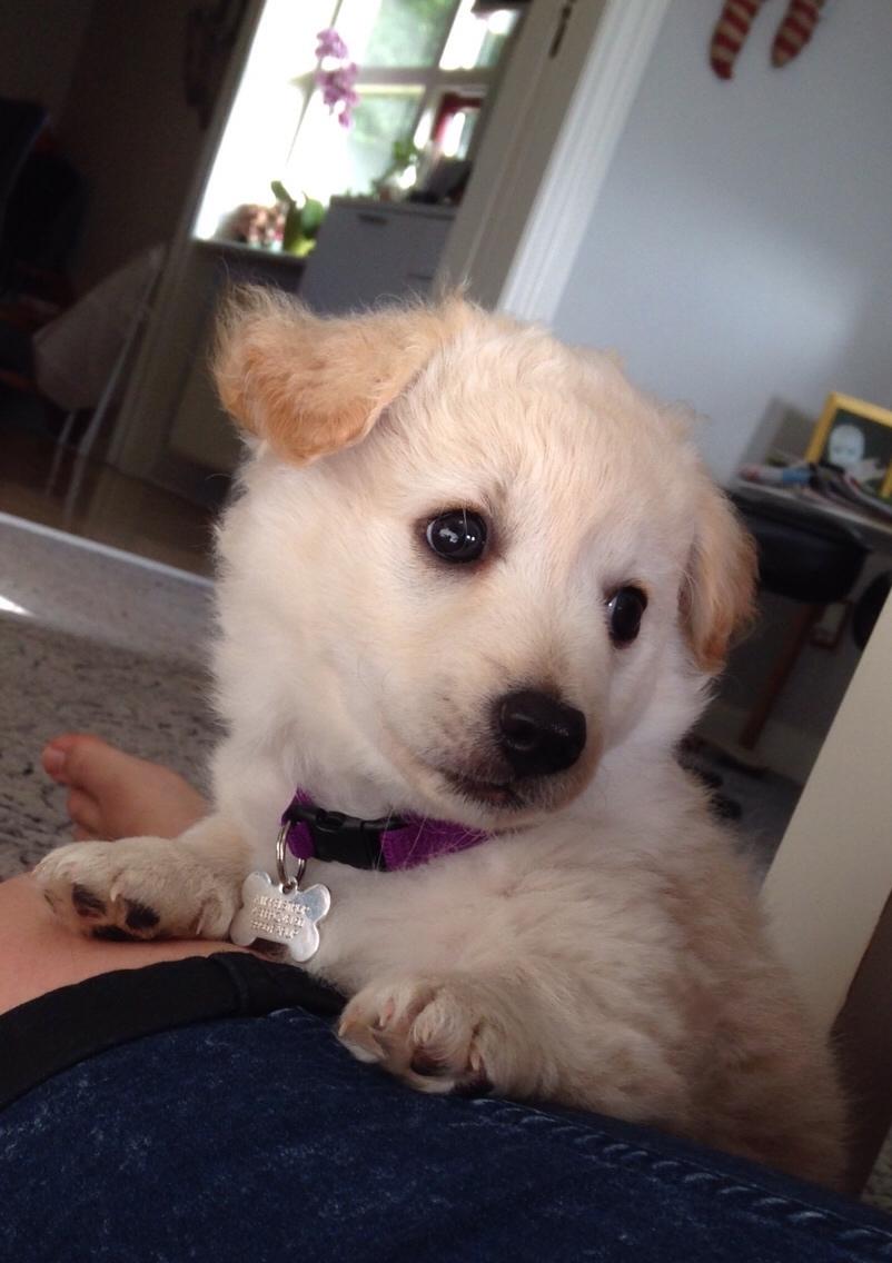 Blanding af racer Luna billede 11