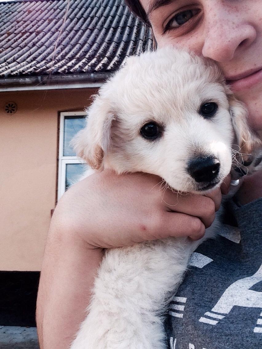 Blanding af racer Luna billede 14