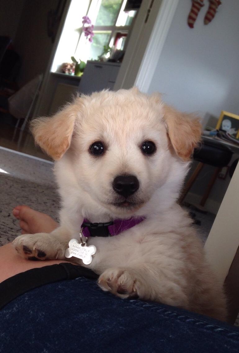 Blanding af racer Luna billede 15