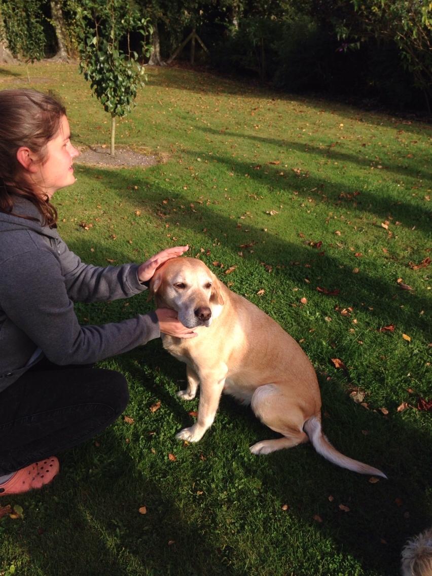 Labrador retriever Molly billede 11