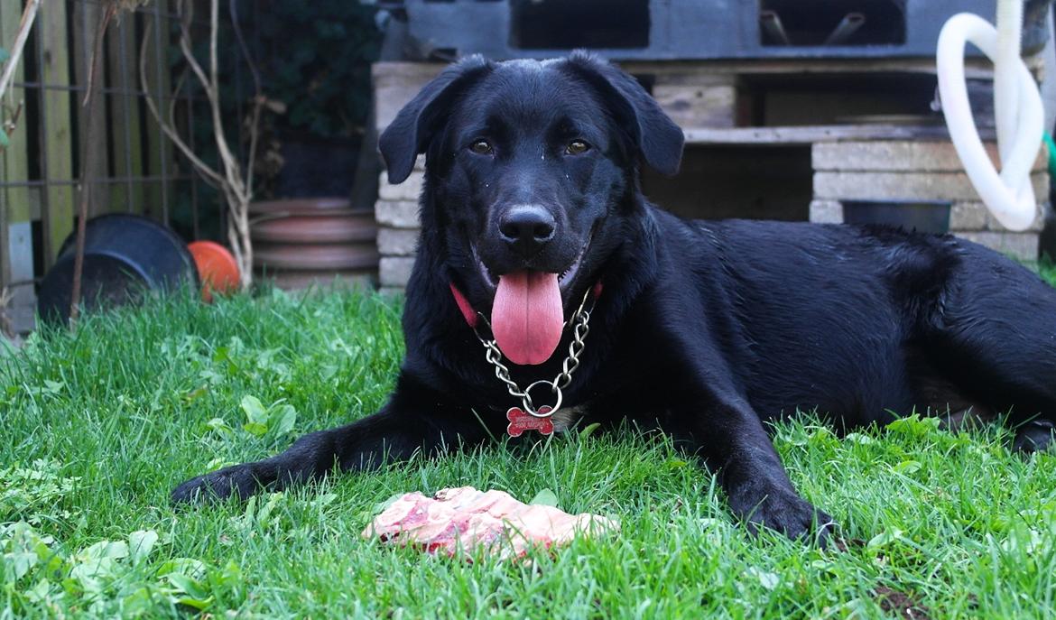 Blanding af racer Jack billede 22