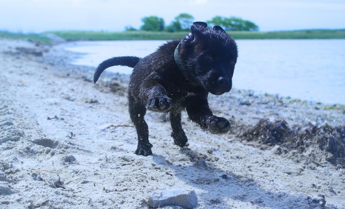 Blanding af racer Jack billede 12