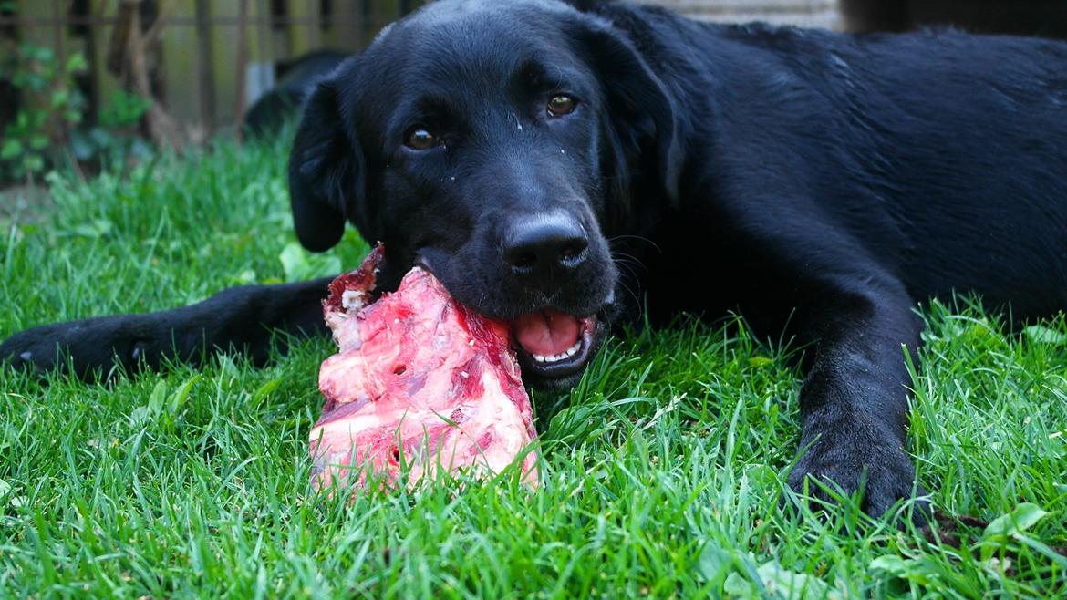 Blanding af racer Jack billede 21