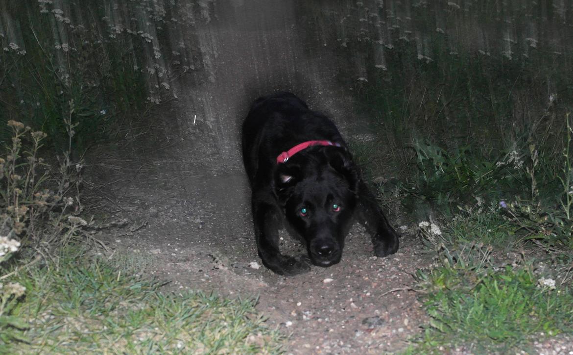 Blanding af racer Jack billede 18