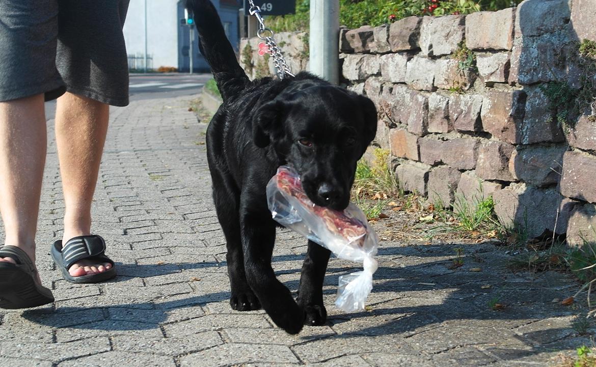 Blanding af racer Jack billede 19