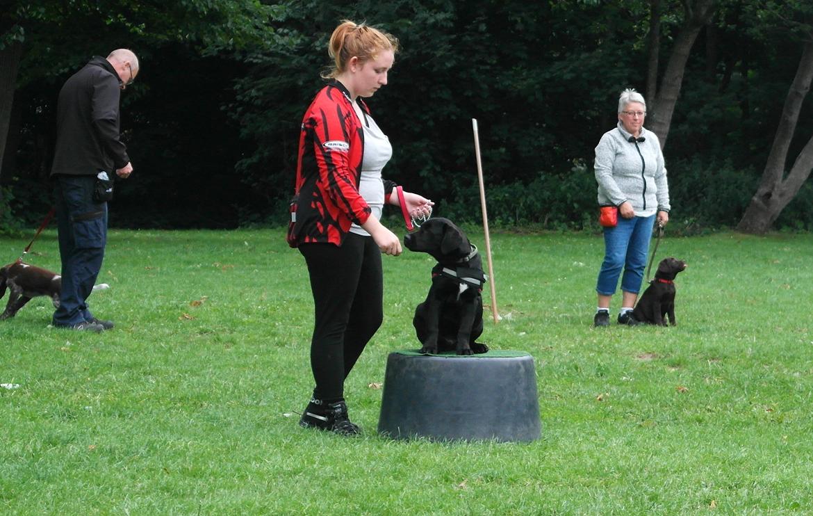 Blanding af racer Jack billede 14