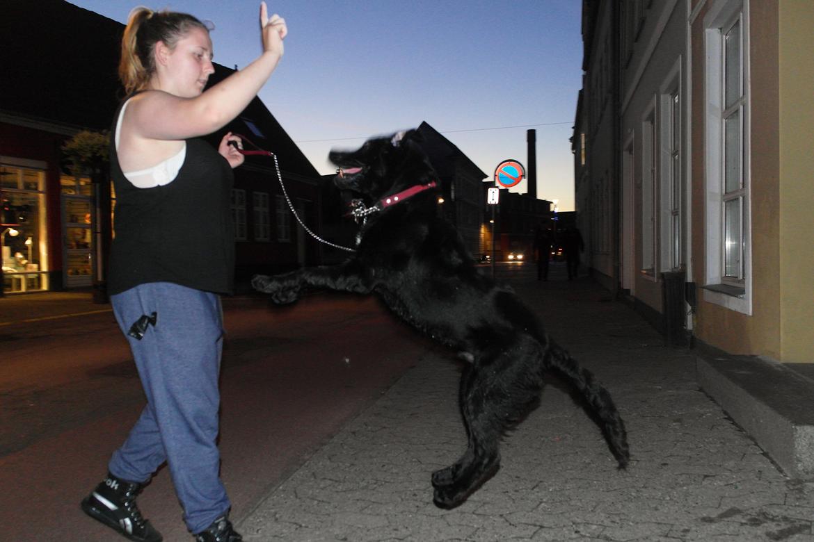 Blanding af racer Jack billede 17