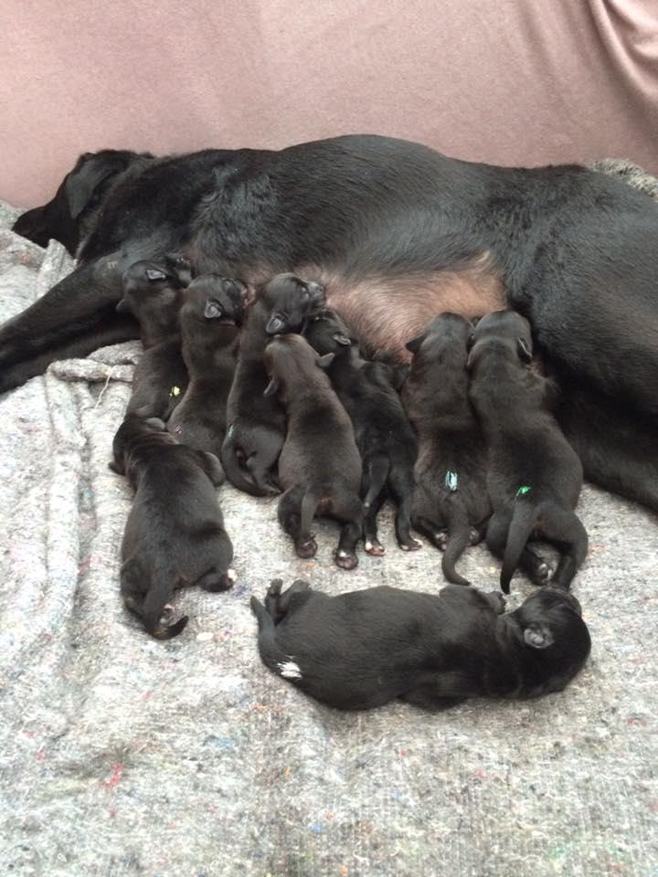 Blanding af racer Jack billede 1