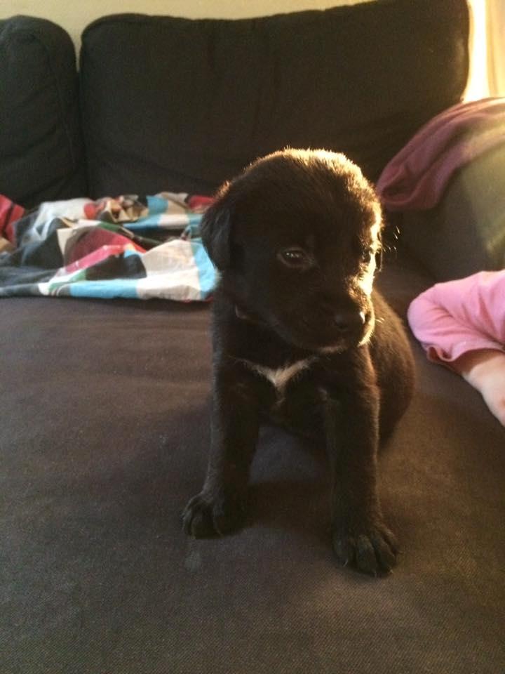 Blanding af racer Jack billede 2