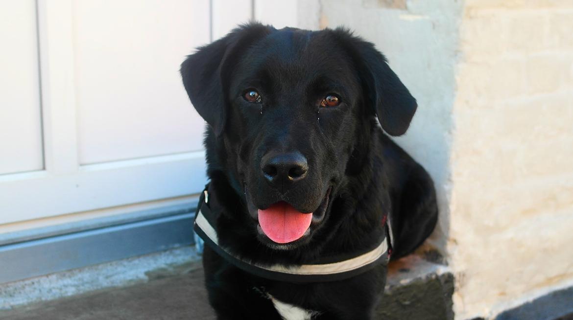 Blanding af racer Jack billede 20