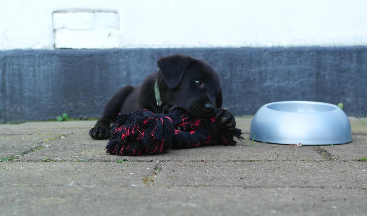 Blanding af racer Jack billede 10