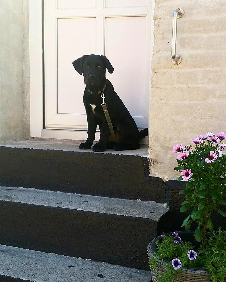 Blanding af racer Jack billede 13