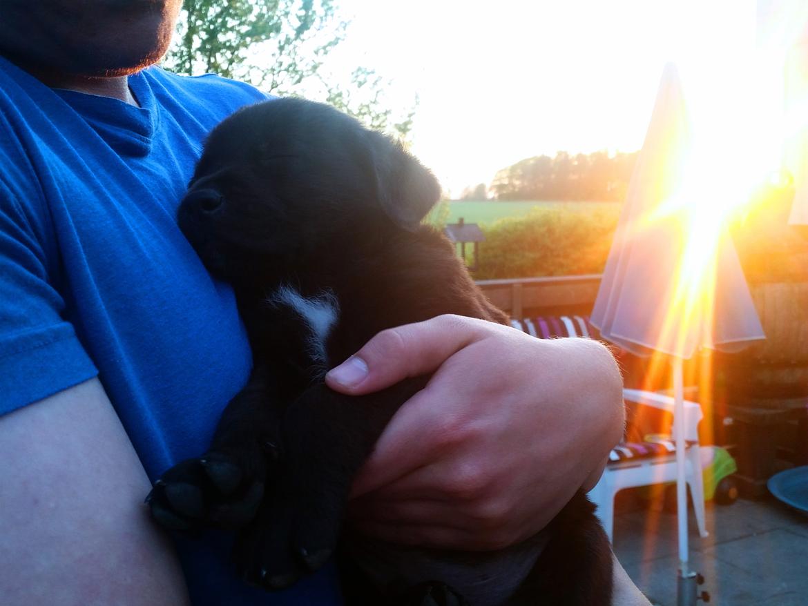 Blanding af racer Jack billede 3