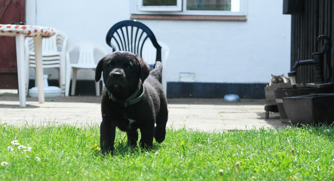 Blanding af racer Jack billede 4