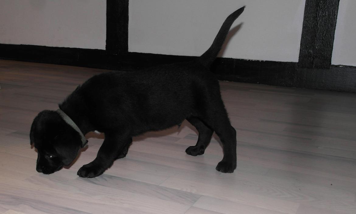 Blanding af racer Jack billede 8