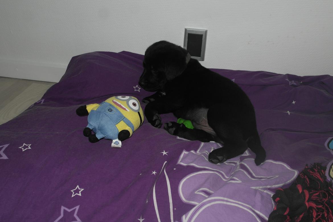 Blanding af racer Jack billede 5