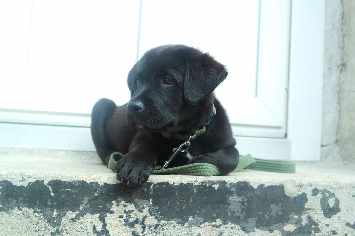 Blanding af racer Jack billede 11