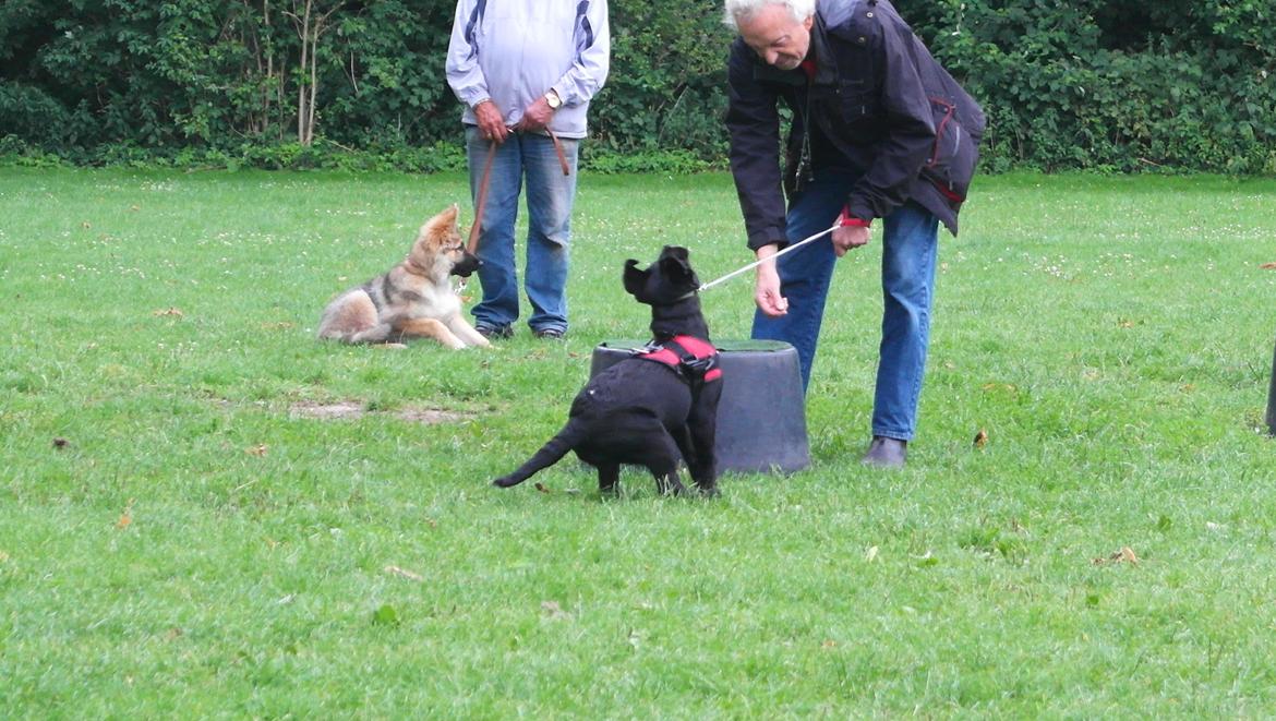 Blanding af racer Jack billede 15