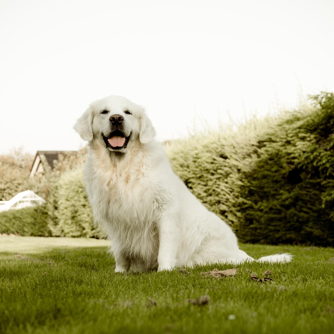 Golden retriever Brorson - 7,5 år gammel skiderik  billede 17