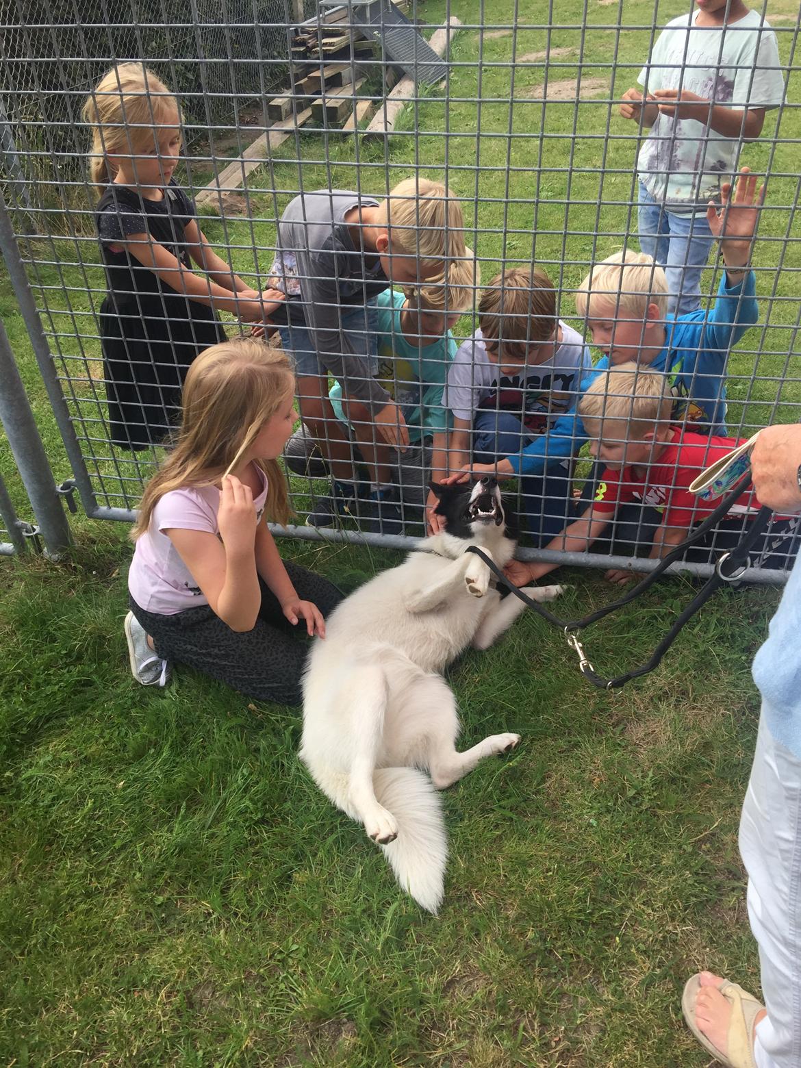 Grønlandshund Nanu ( isbjørn ) - Nanu elsker børn!  billede 14