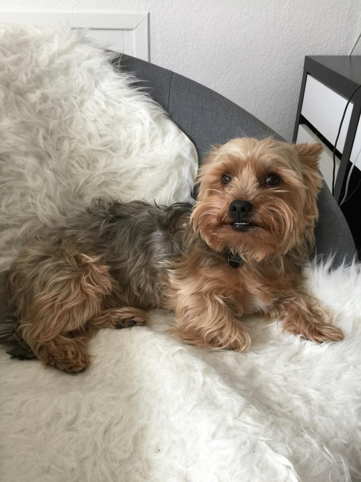 Yorkshire terrier Bayley Faber billede 13