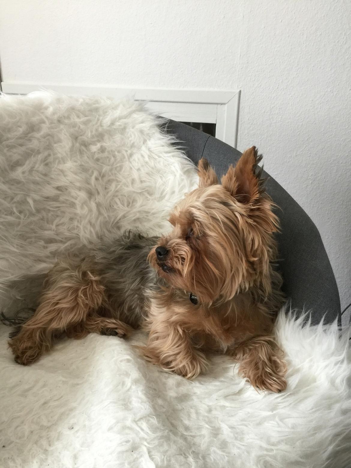 Yorkshire terrier Bayley Faber billede 14