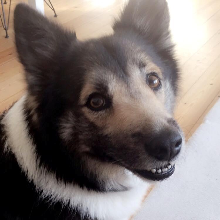 Islandsk fårehund Balto billede 10