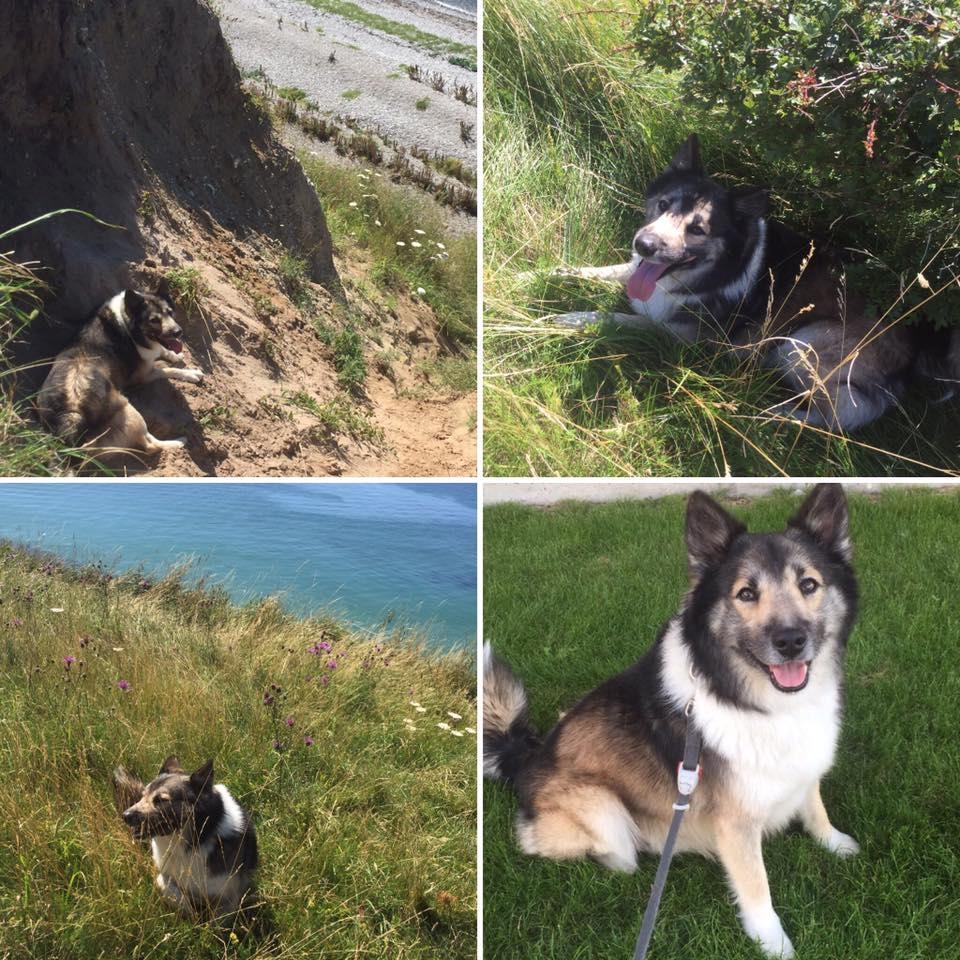 Islandsk fårehund Balto billede 4