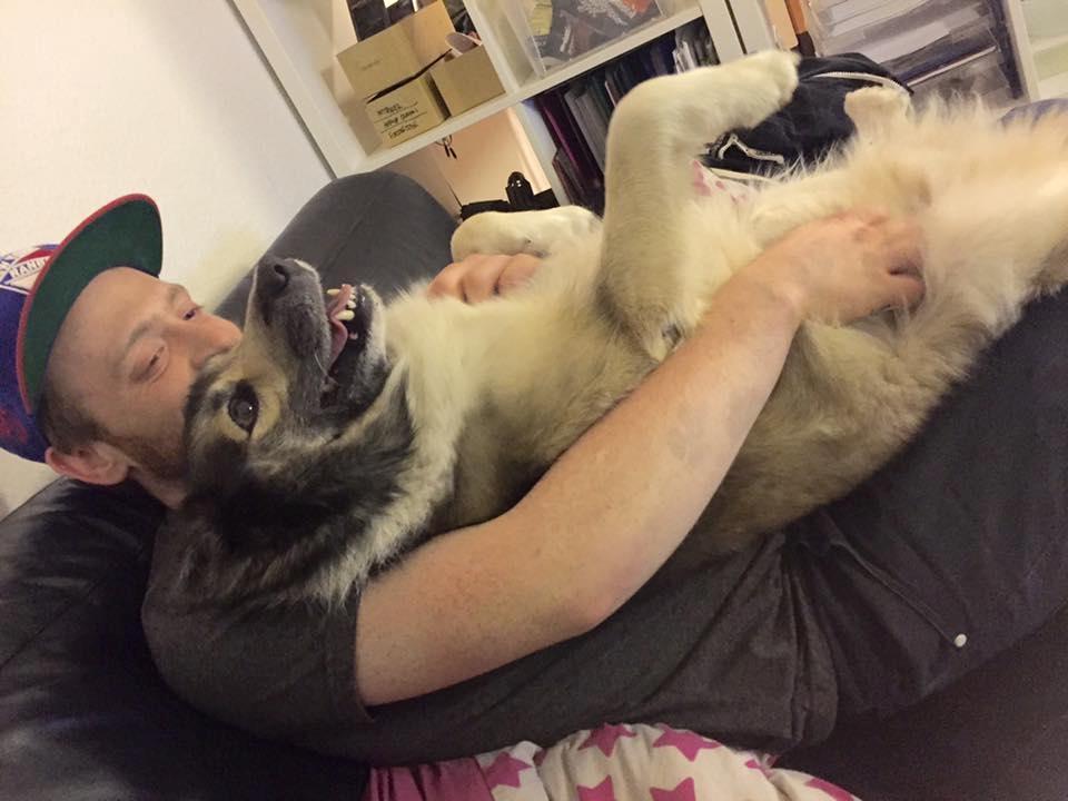 Islandsk fårehund Balto billede 11