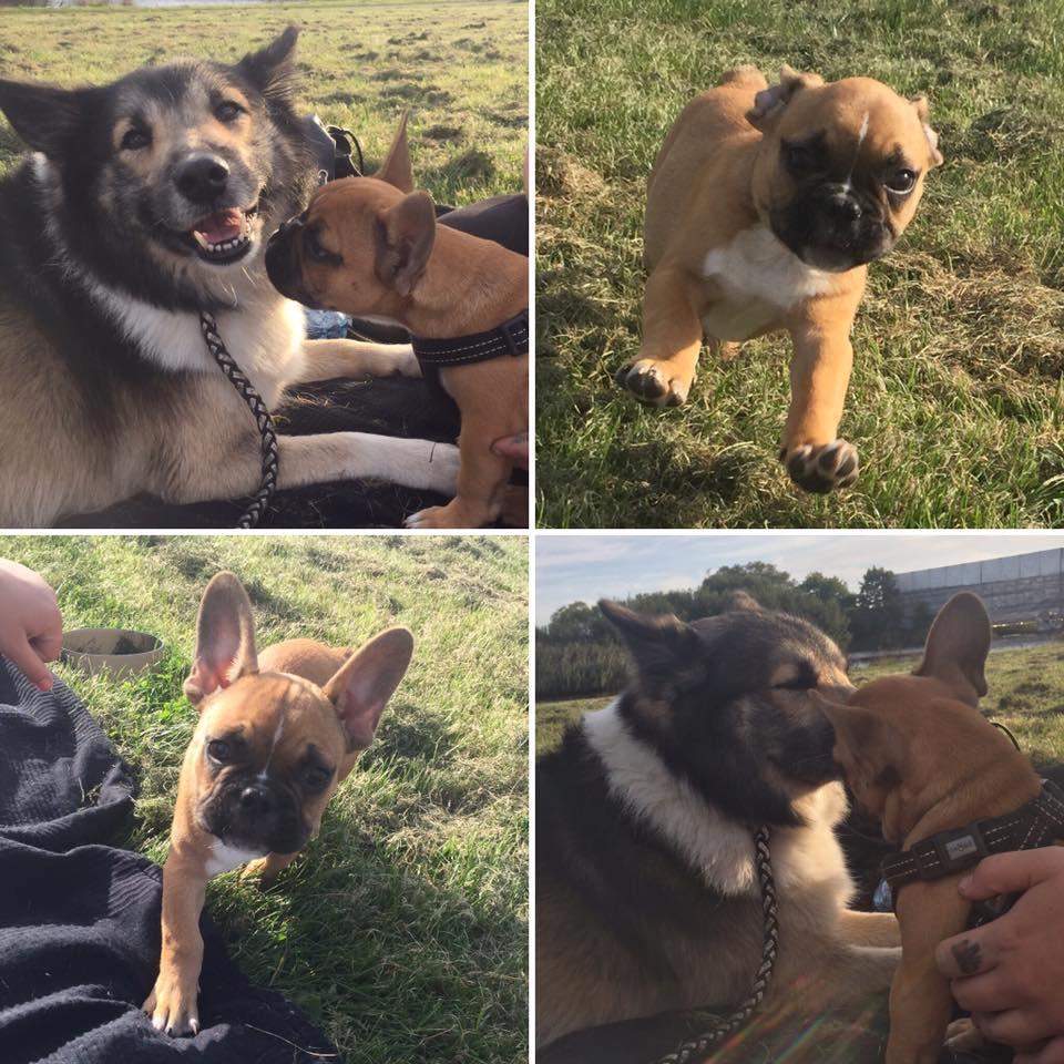 Islandsk fårehund Balto billede 3