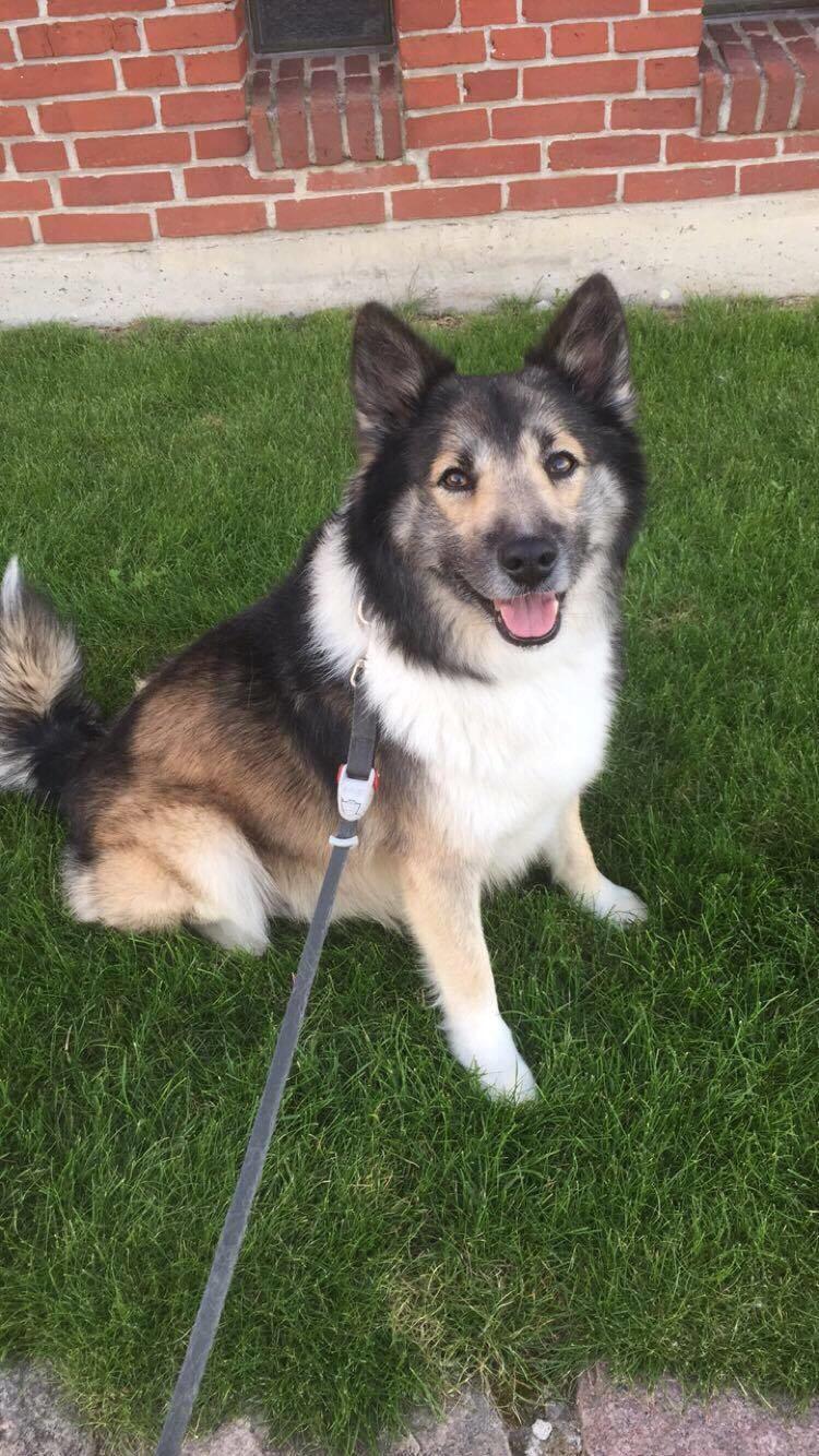 Islandsk fårehund Balto billede 1